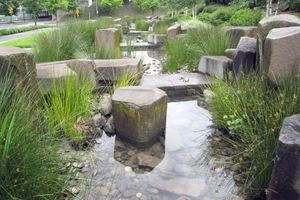 Outdoor rain garden with tall grasses and rocks.