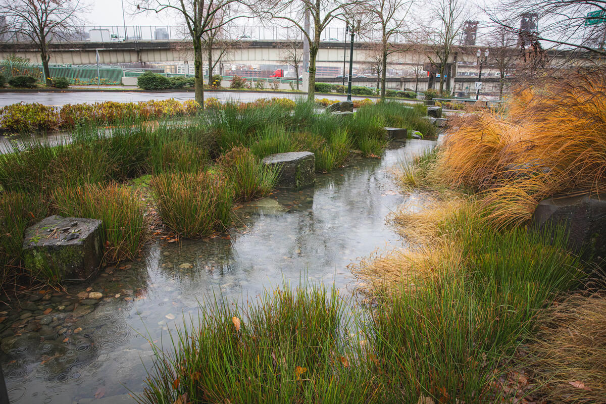 The rain garden at the Oregon Convention Center featuring tall grasses, rocks, and a shallow water feature. Overcast sky and a highway overpass in the background.